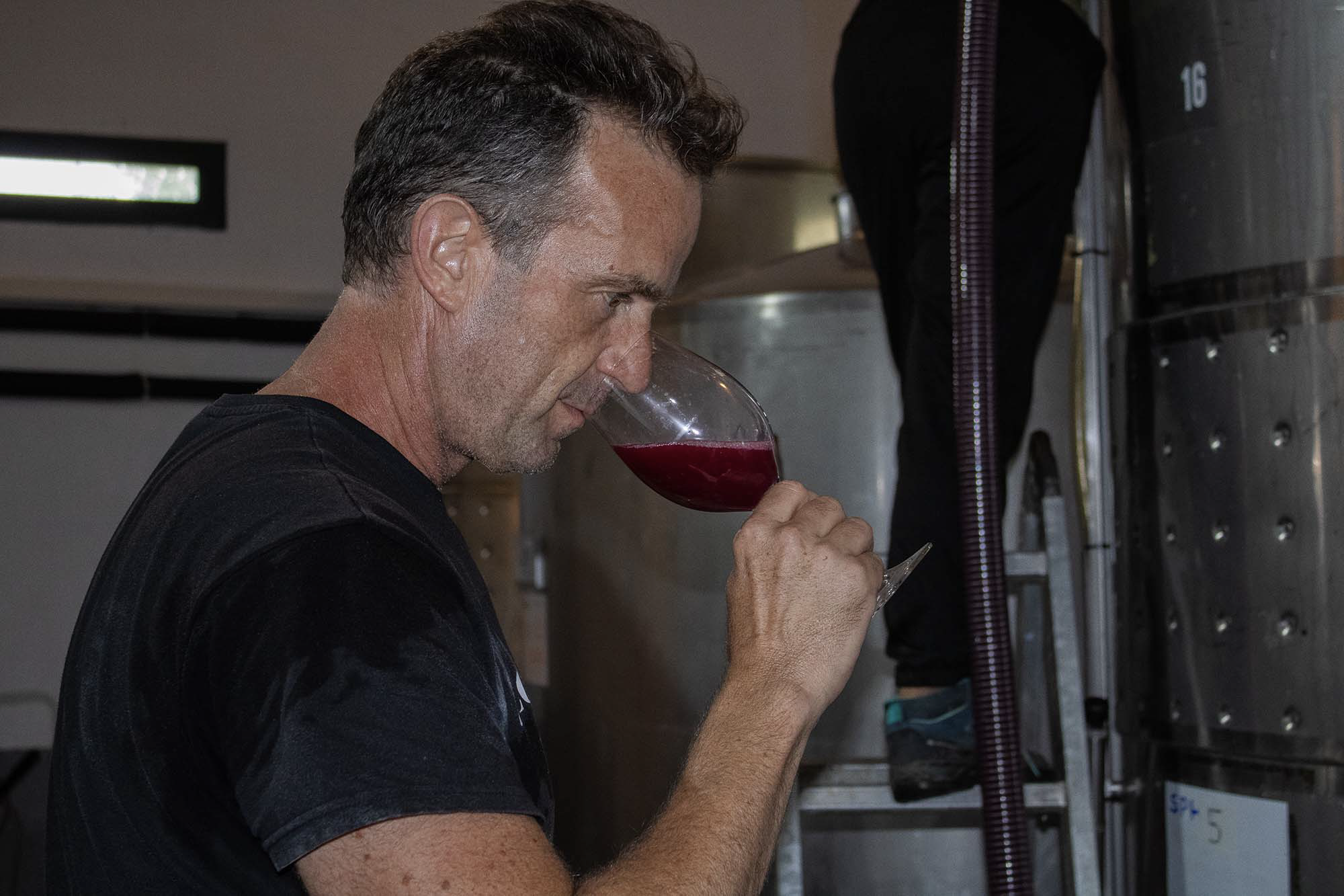 David Forer tasting wine in the winery