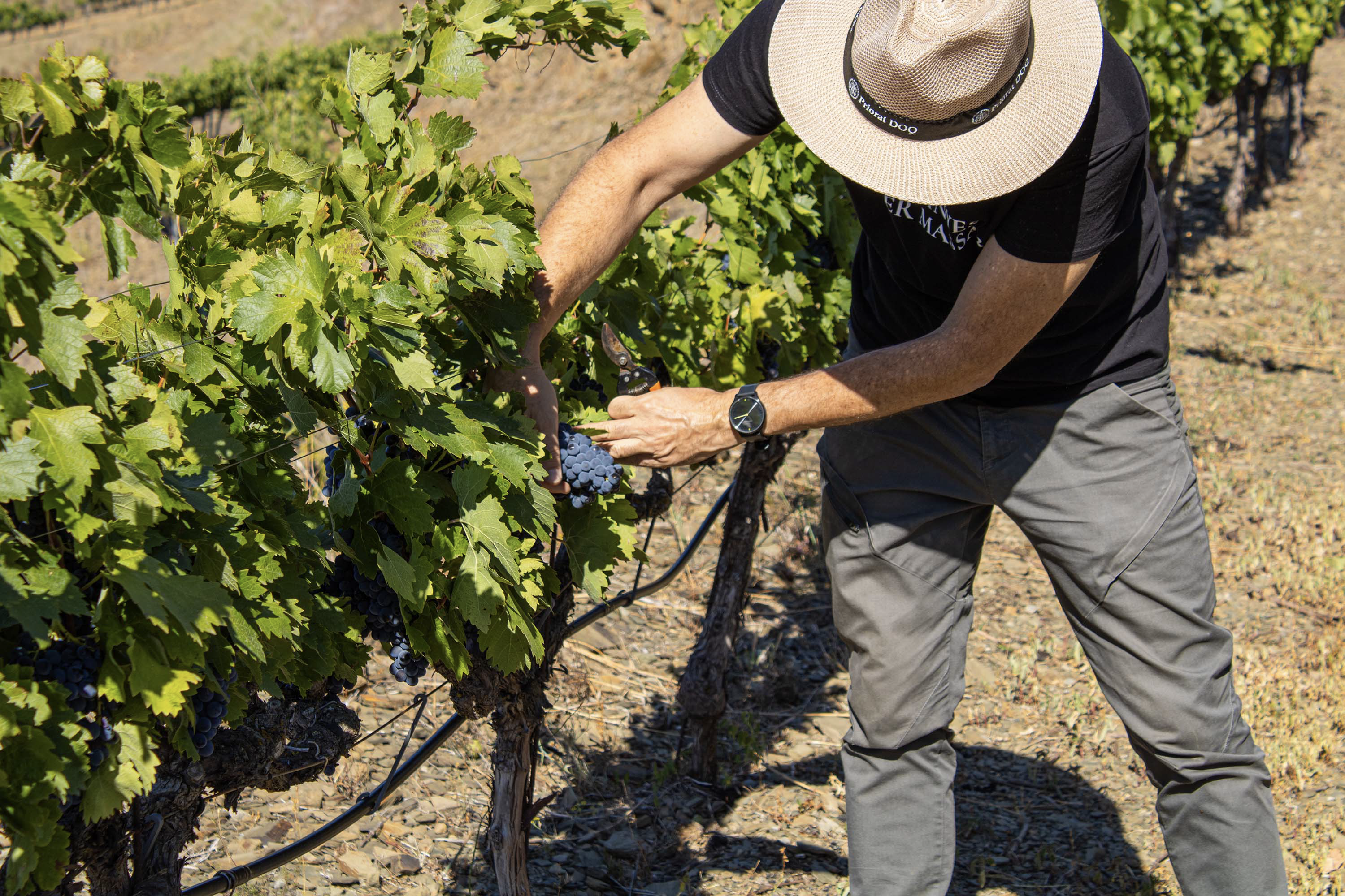 Harvesting grapes in the vineyard
